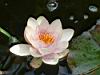 Water Lilly Flower_bg.jpg